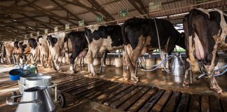 ESKARIAM lidera la reclamación del cártel lácteo con la propuesta más completa del sector Lácteo