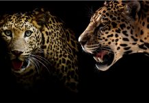 ¿Leopardo o guepardo?