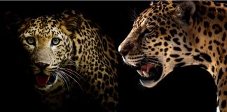 ¿Leopardo o guepardo?