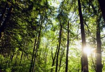 Cuando los árboles no dejan ver el bosque Un bosque