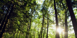 Cuando los árboles no dejan ver el bosque Un bosque