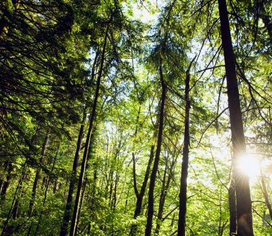 Cuando los árboles no dejan ver el bosque Un bosque