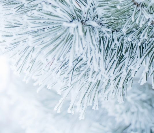 Thomson Reuters presenta las novedades editoriales de febrero de 2022 paisaje nevado