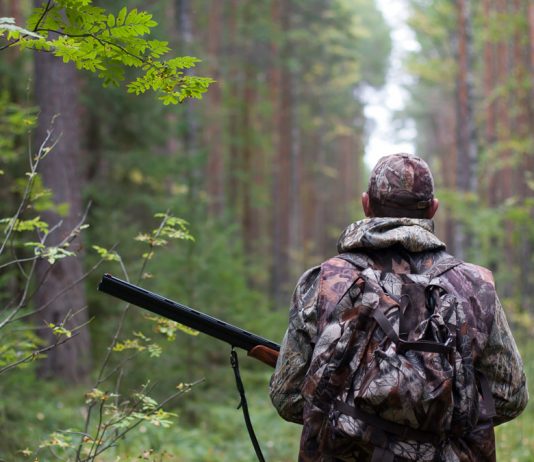 La Audiencia de Ávila absuelve a dos cazadores condenados por matar a un lobo
