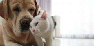 El nuevo régimen de los animales