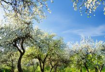 Thomson Reuters presenta sus novedades editoriales de mayo de 2021 Árboles en primavera