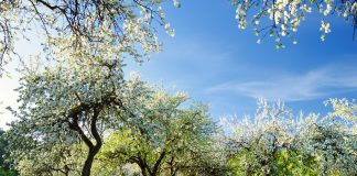 Jungla judicial Árboles en primavera