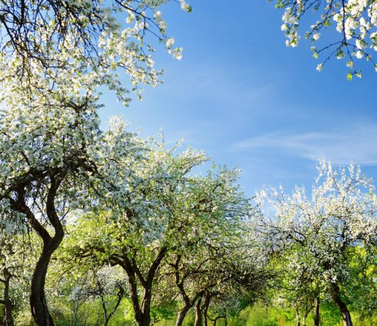Jungla judicial Árboles en primavera