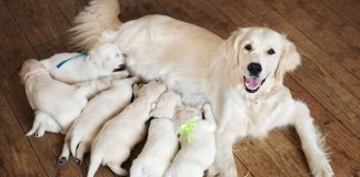 Condena a un criador de perros a indemnizar a una clienta a la que le envió un cachorro enfermo Una perra con sus crías