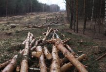 Ecocidio: ¿un instrumento de negociación de las naciones indígenas?