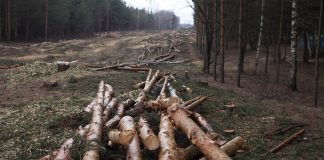 Ecocidio: ¿un instrumento de negociación de las naciones indígenas?