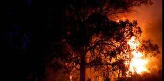 Los incendios forestales vuelven a la vida cerca de Atenas mientras los ventiladores de calor se incendian