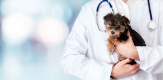 Sobre la modificación del Estatuto de los Trabajadores para incluir como ausencia justificada prestar asistencia veterinaria a nuestro animal