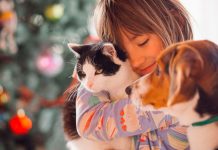 Los animales de compañía. Regulación postconvivencial