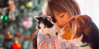 Derecho animal: cómo ve la Ley a nuestras mascotas