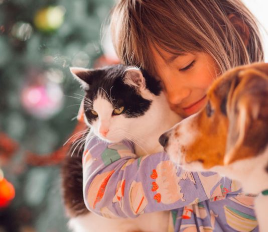 Los animales de compañía. Regulación postconvivencial