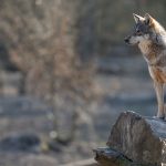 El Tribunal Supremo limita la extracción de lobos en Cantabria y anula disposiciones en Asturias