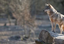 El TSJCyL consulta al TJUE antes de resolver sobre el plan de aprovechamientos comarcales de lobo en terrenos cinegéticos al norte del Río Duero