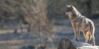 El Tribunal Supremo limita la extracción de lobos en Cantabria y anula disposiciones en Asturias