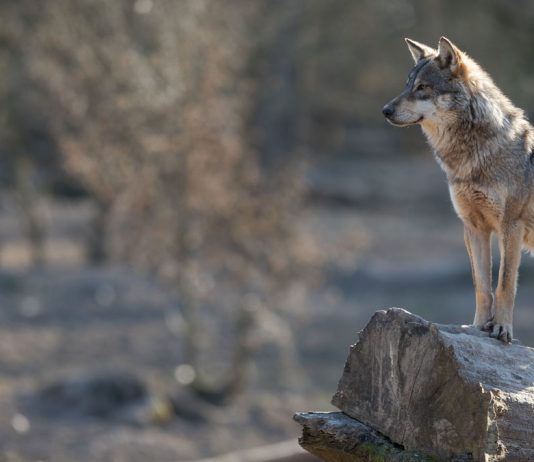 El TSJCyL consulta al TJUE antes de resolver sobre el plan de aprovechamientos comarcales de lobo en terrenos cinegéticos al norte del Río Duero
