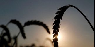 Los asediados agricultores de Ucrania corren vacíos mientras el mundo se enfrenta a la crisis alimentaria