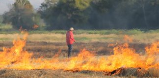 El TSJ de Murcia declara la nulidad de la orden de la Consejería que regula las quemas agrícolas