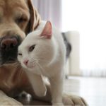 Responsabilidad por mascotas: ¿siempre respondes tú?