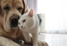 Responsabilidad por mascotas: ¿siempre respondes tú?