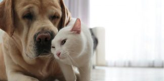 El Gobierno remite a las Cortes del Proyecto de Ley de Derechos y Bienestar de los Animales