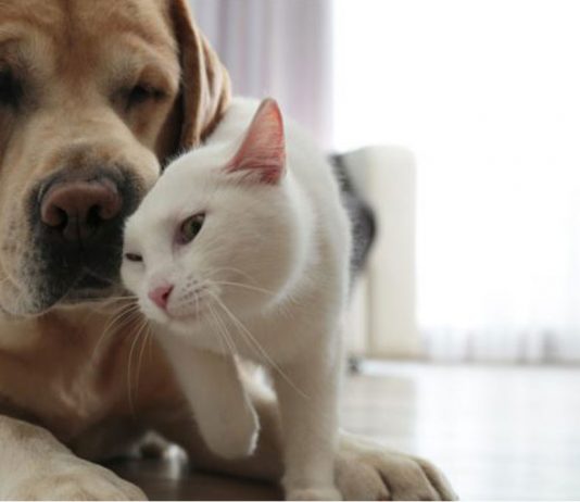 Responsabilidad por mascotas: ¿siempre respondes tú?