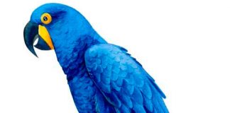 El Tribunal de Justicia aclara el concepto de «cría en cautividad» de unos especímenes de guacamayo jacinto