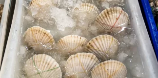 El Tribunal Supremo condena a tres meses de prisión a cuatro personas interceptadas cuando descargaban vieiras tóxicas en la ría de Vigo por un delito contra la salud pública en grado de tentativa