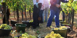 Condenados a 2 años de prisión por estafar 50.000 euros a un compañero temporero de vendimia en Viana