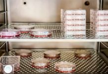 Bebés a la carta: ¿utopía o distopía?