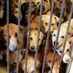 Un tribunal de Burgos condena al propietario de un criadero por la muerte de 21 perros y el maltrato de otro centenar