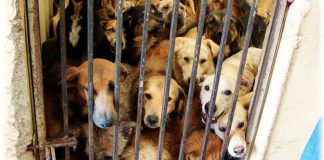 Condenan a seis años de cárcel por maltrato animal a los dueños de una tienda de cachorros de Valencia