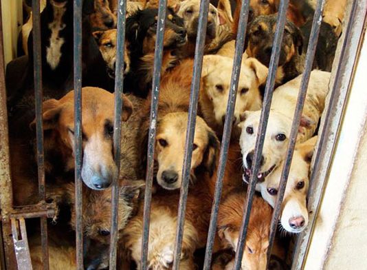 Un tribunal de Burgos condena al propietario de un criadero por la muerte de 21 perros y el maltrato de otro centenar