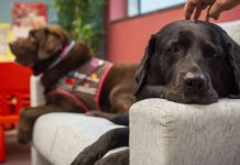 La condicionada vigencia de garantías frente a los daños causados por perros en la Ley 7/2023