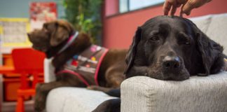 La condicionada vigencia de garantías frente a los daños causados por perros en la Ley 7/2023