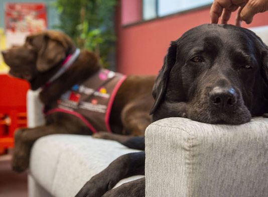 La condicionada vigencia de garantías frente a los daños causados por perros en la Ley 7/2023