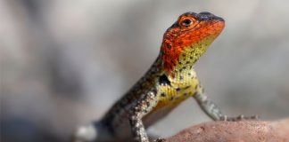 Mascotas exóticas en peligro… de ser ilegales