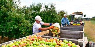 El TS anula el acuerdo del Gobierno que excluyó a dos municipios de las subvenciones para erradicar asentamientos irregulares de temporeros