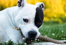 El Tribunal Supremo condena por un delito de lesiones por imprudencia grave a una mujer cuyo perro, suelto y sin bozal, atacó e hirió a una niña en un parque infantil