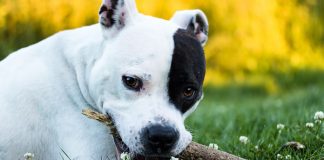 El Tribunal Supremo condena por un delito de lesiones por imprudencia grave a una mujer cuyo perro, suelto y sin bozal, atacó e hirió a una niña en un parque infantil