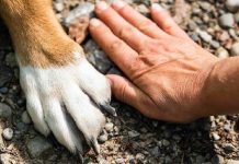 La Audiencia de Guadalajara limita la responsabilidad de una aseguradora en el ataque de un perro mientras estaba con una persona que no era la propietaria del animal