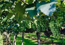 Condenado un empresario por falsear facturas para recibir 55.000 euros en ayudas de la UE para promocionar vino español