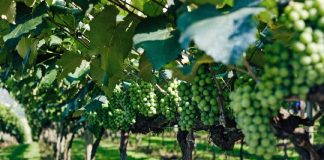 Condenado un empresario por falsear facturas para recibir 55.000 euros en ayudas de la UE para promocionar vino español