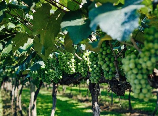 Condenado un empresario por falsear facturas para recibir 55.000 euros en ayudas de la UE para promocionar vino español