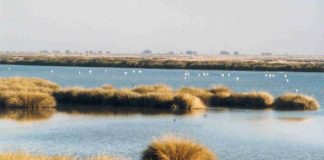 Más de tres años de cárcel para un sargento del Seprona que facilitó la entrada de droga por Doñana