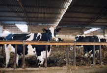 El Gobierno aprueba la voluntariedad de que las ganaderías dispongan de veterinario y de un plan sanitario